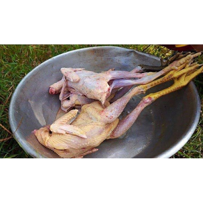 

ayam kampung
