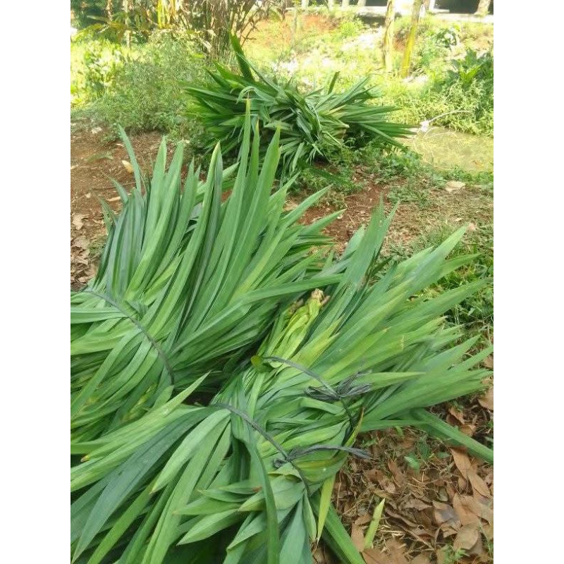 

Daun pandan wangi Dan segarr 1kg