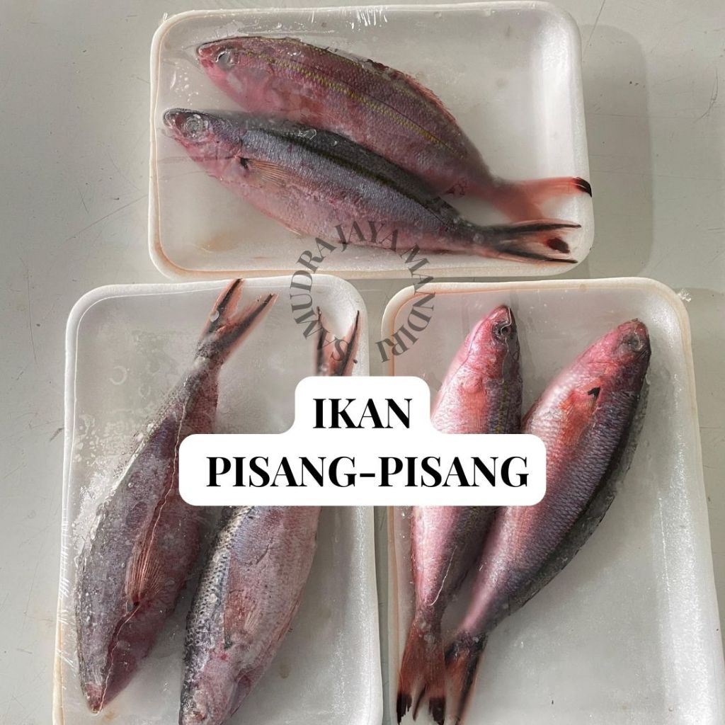 

Ikan Pisang - Pisang Segar Fresh Beku Frozen