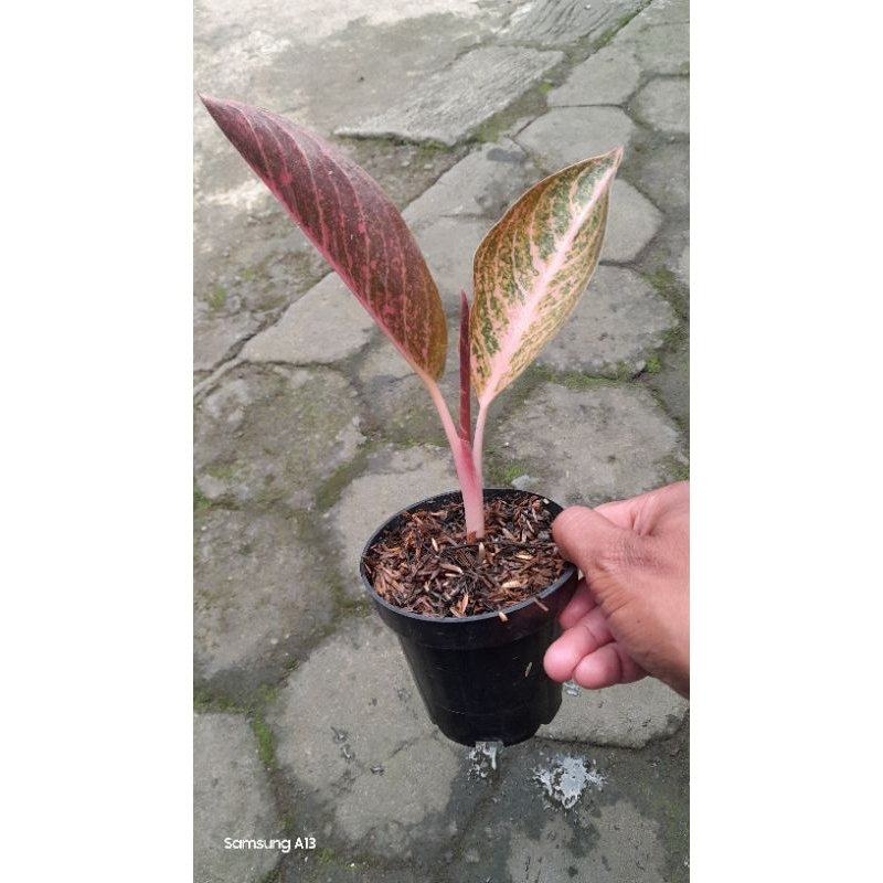 Aglaonema Kendedes (Remaja Daun 3) (3)