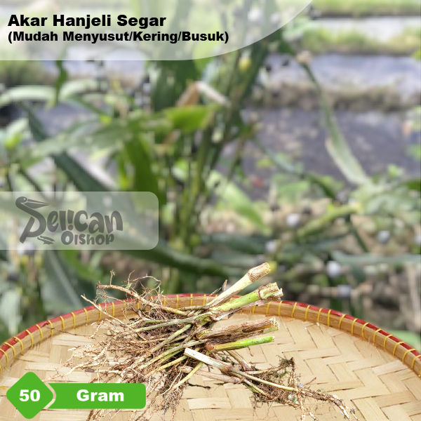 

Akar Segar Hanjeli Jali Obat Herbal 50 Gram