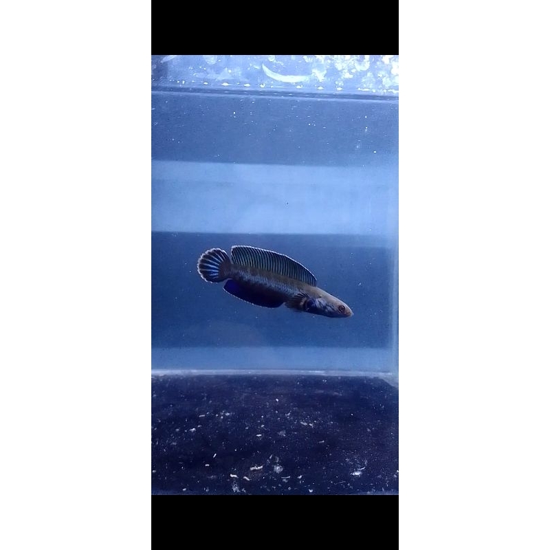 stiker channa Andrao 7-8 cm