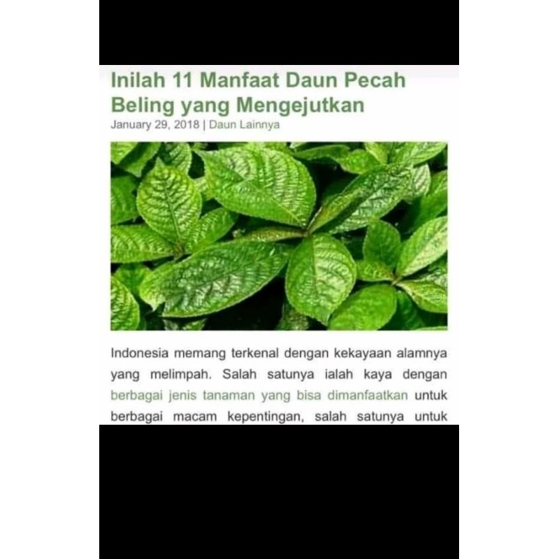 

PROMO COD DAUN PECAH BELING SEGAR FRESS 100GRAM