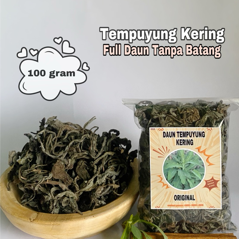 

Daun Tempuyung Kering 100 gram || Murni Daun Tanpa Batang