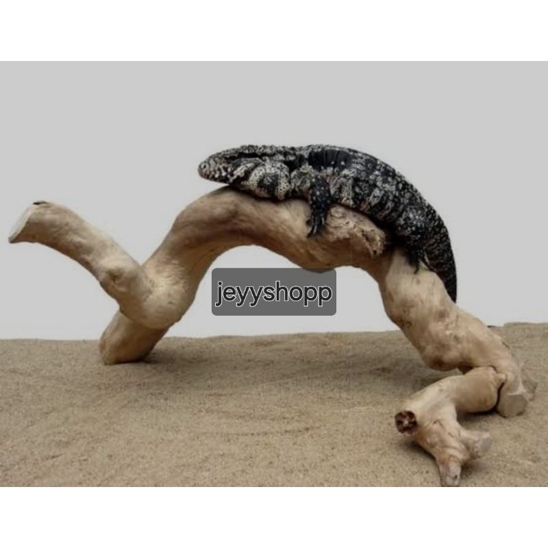 tangkringan/iguana/dari pohon kayu kopi ukuran jumbo panjang 60cm 1pcs redyy siap kirim
