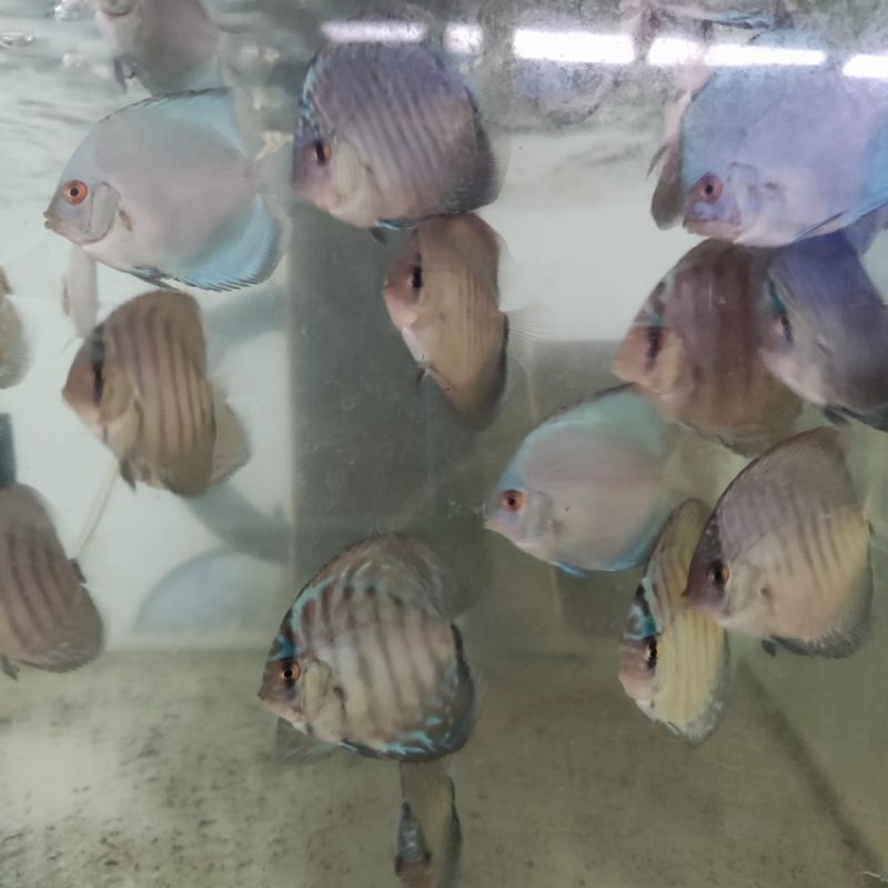 ikan discus 3 inch leopard altum blue scorpion