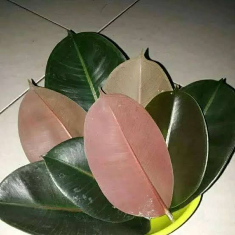 

Daun karet kebo | karet kebo | Daun herbal | obat stroke