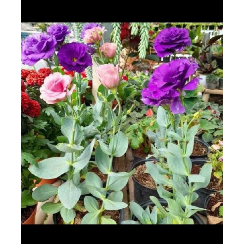 Tanaman Hias Bunga Lisianthus ( Eustoma Grandiflorum)