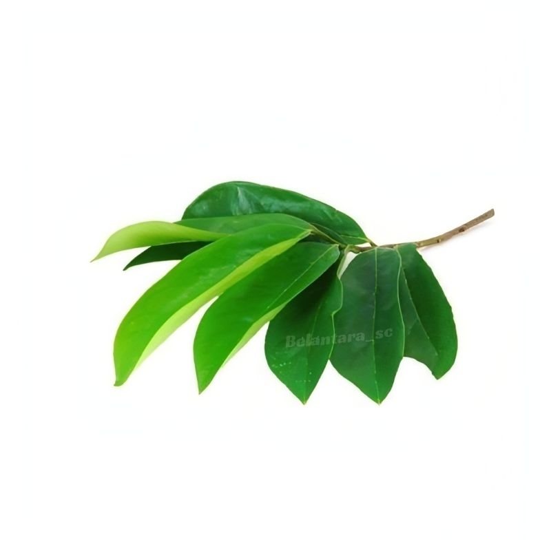 

Daun sirsak fresh 100 lembar/Daun sirsak segar