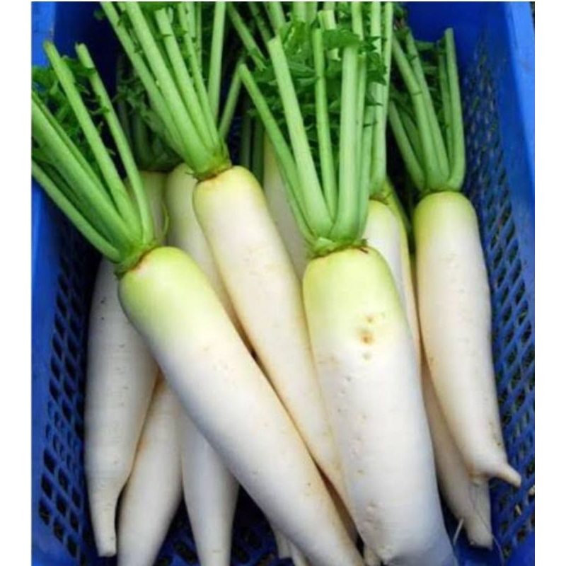 

lobak putih /sayur lobak segar 1 kg