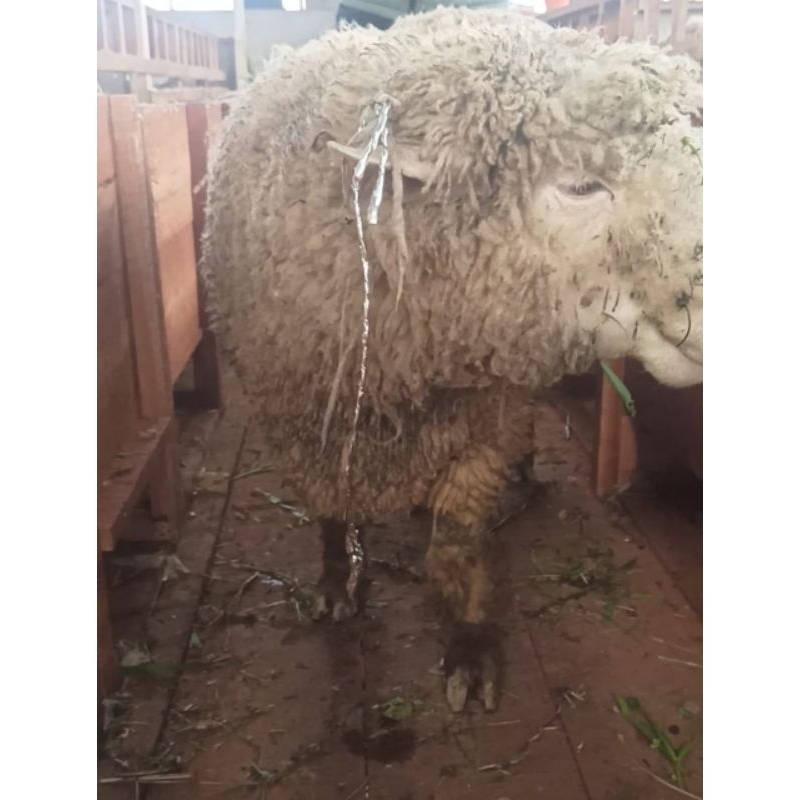 Domba Merino Sultan Siap Qurban