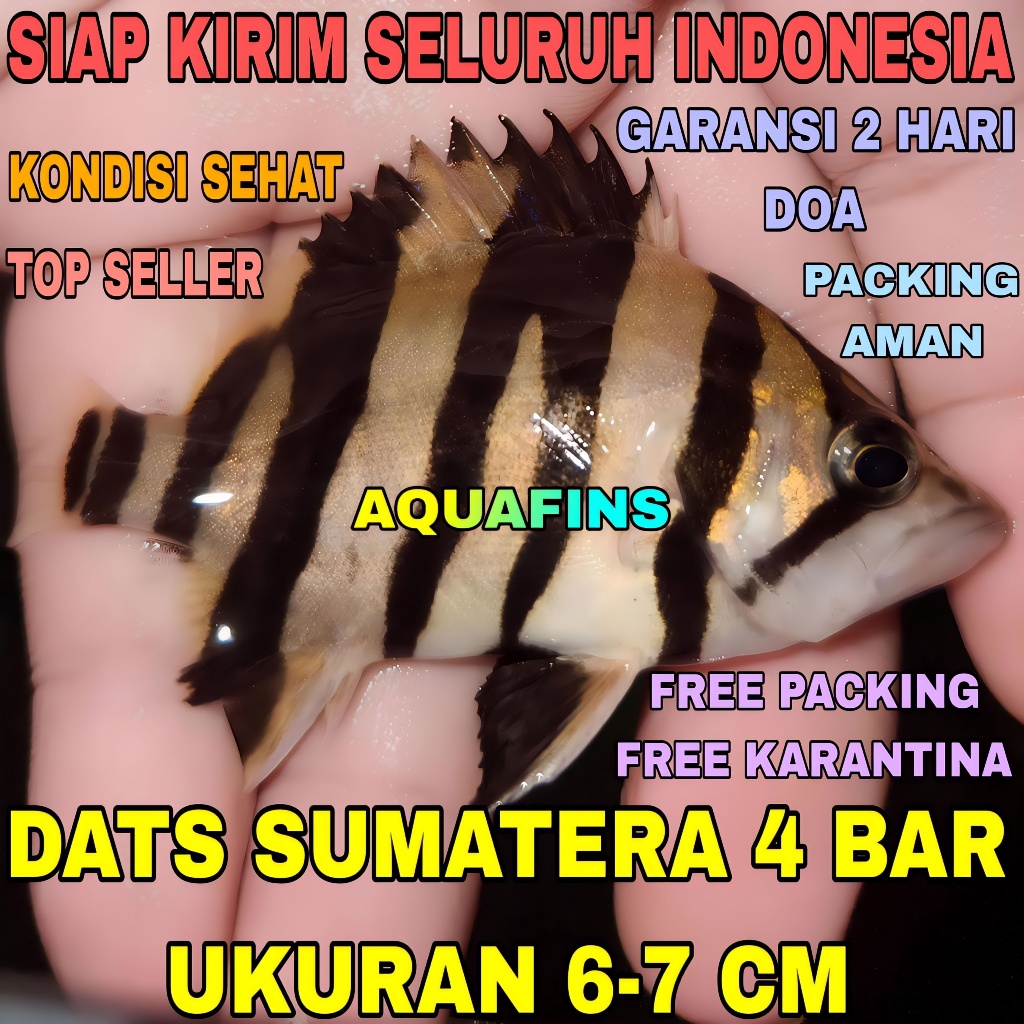 HIASAN DATNIOIDES MICROLEPIS DATZ TIGER FISH SUMATERA 4 BAR UKURAN 6-7 CM