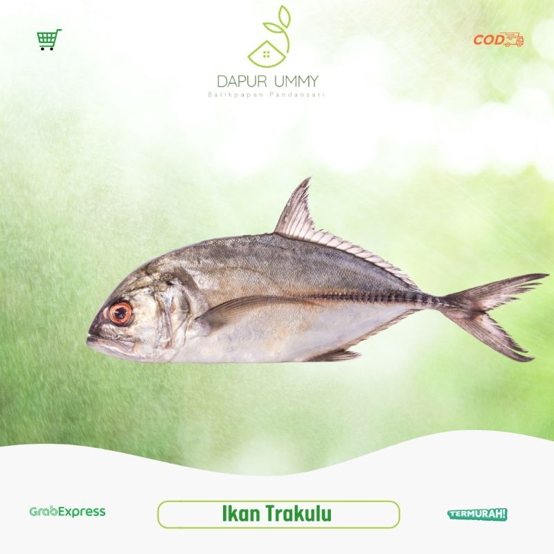 

TRAKULU • Ikan Trakulu Segar 1 kg