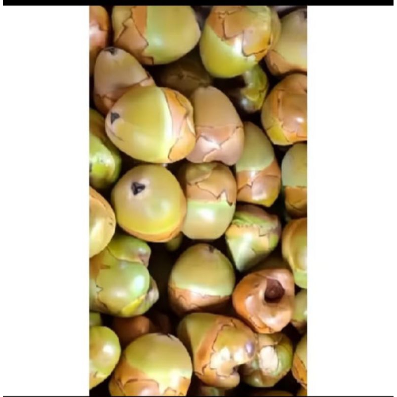 

buah kelapa kecil/buruluk/tembuluk/pentil kelapa isi, 5,isi 10, isi 20