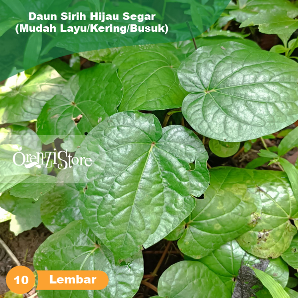 

Daun Sirih Hijau Segar Untuk Obat Herbal