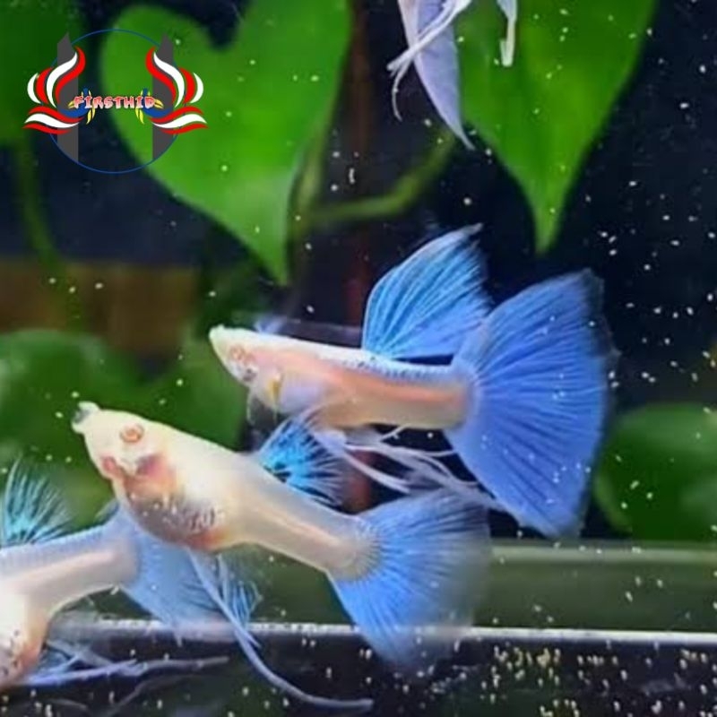 Aksesoris Akuarium GUPPY Sky Blue Topaz Ribbon eksklusif
