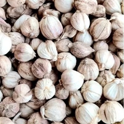 

REMPAH KAPULAGA PUTIH SUPER GRADE A BERSIH 100 GRAM