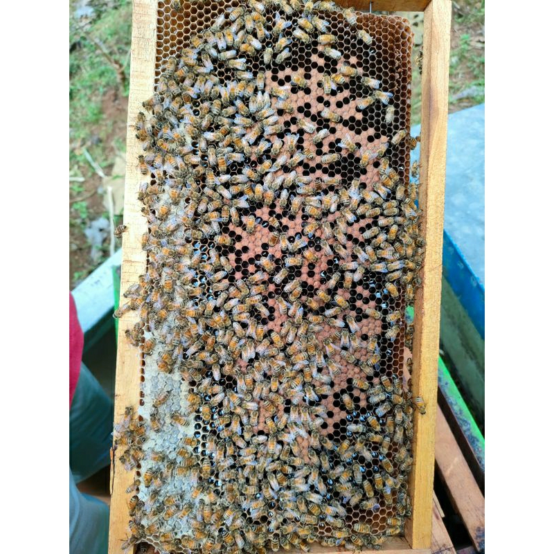 

madu hitam manis akasia JAMBI/Sumatra 460ml