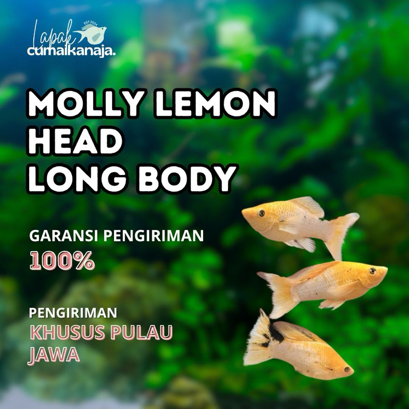 Hiasan Aquarium Molly Lemonhead Long