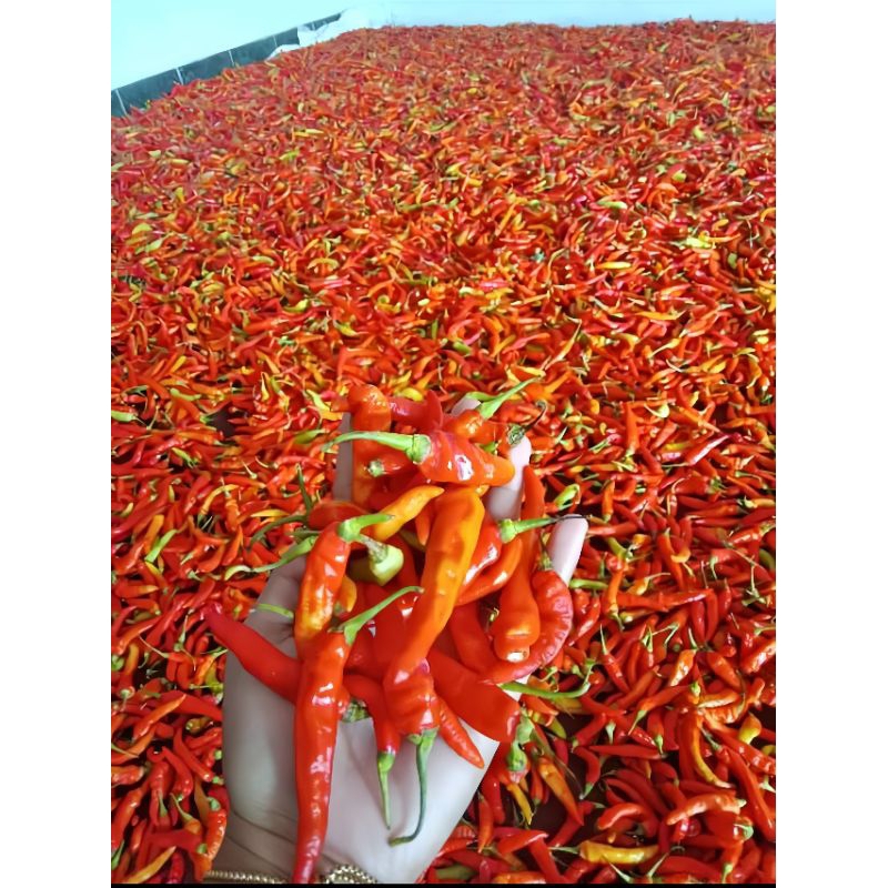 

cabe setan/cabe rawit setan merah 1 kg,cabe merah