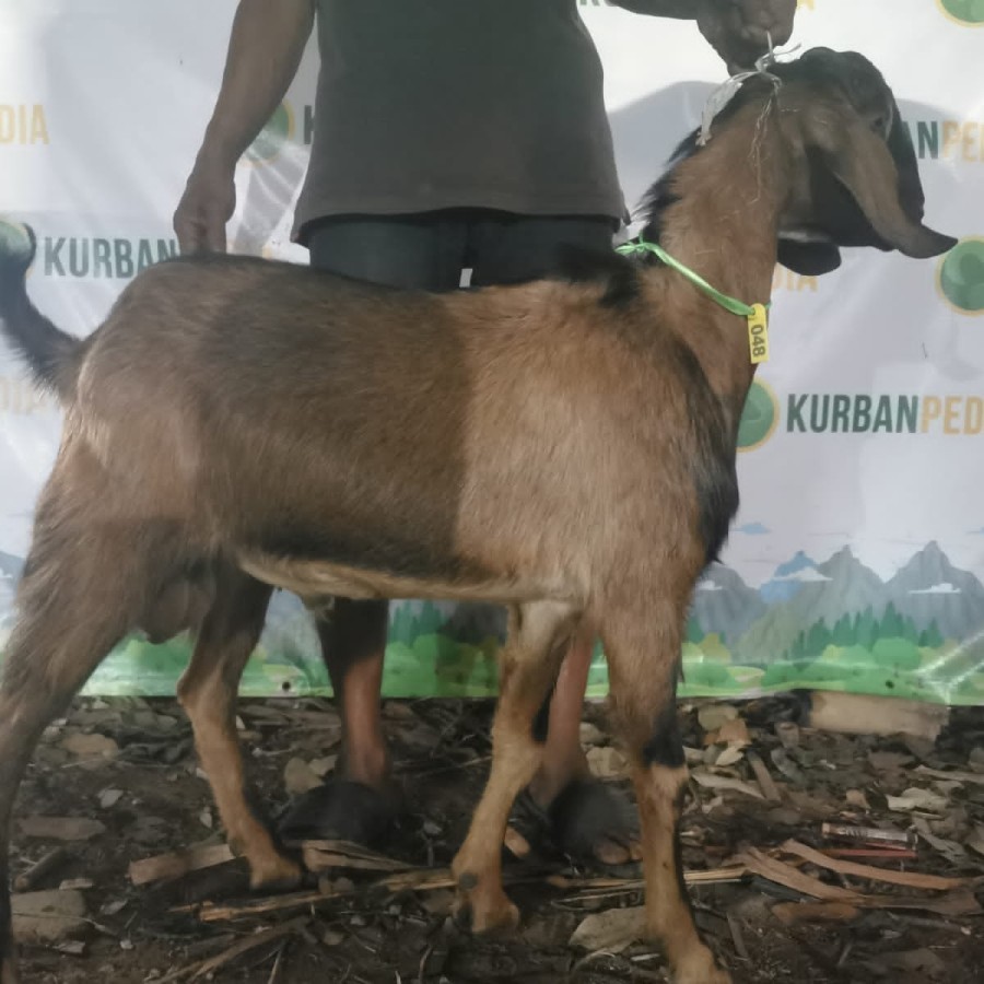 

Kambing Domba Kurban Qurban Murah Kurbanpedia Tipe Ekonomis