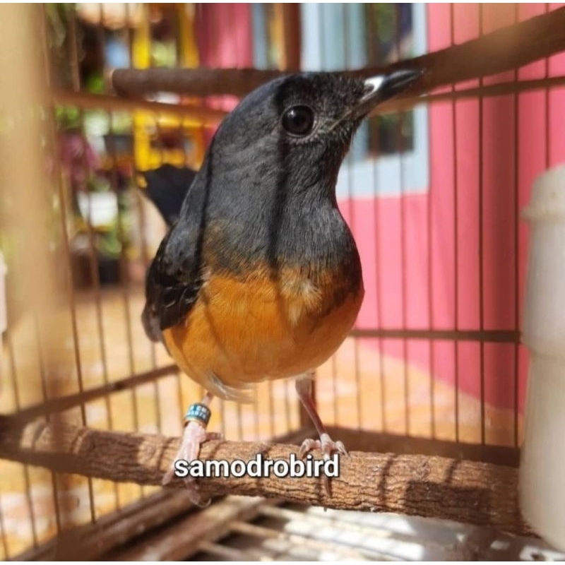 Burung Murai Medan Betina Siapan
