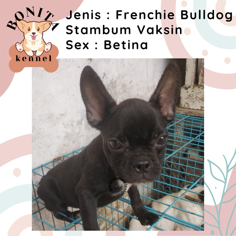 Frenchie Bulldog Pied Stambum Anak Anjing French Bulldog