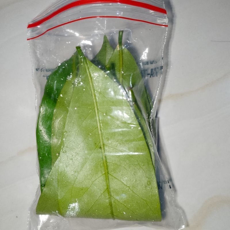 

daun sirsak segar untuk obat herbal langsung petik dari pohon
