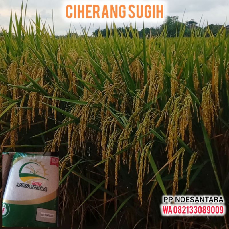 BENIH CIHERANG SUGIH