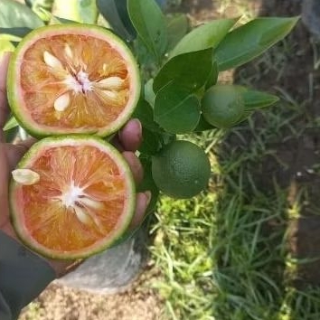 

Bibit JERUK SUNKIS BLOOD/SUNKIS MERAH berbuah