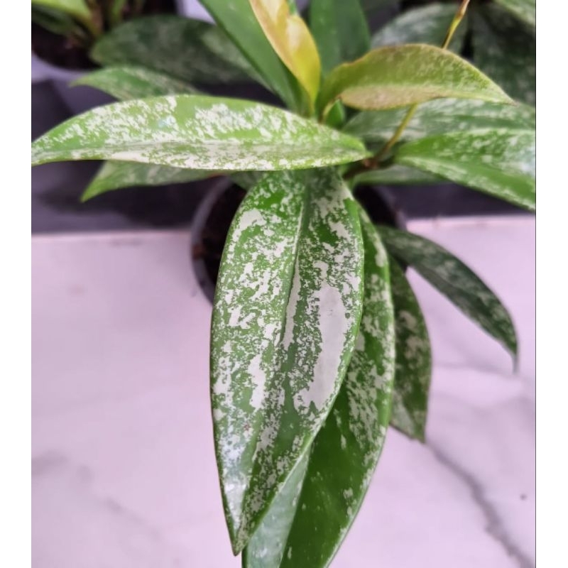 Hoya Pubicalyx Splash Tanaman Hias Hoya