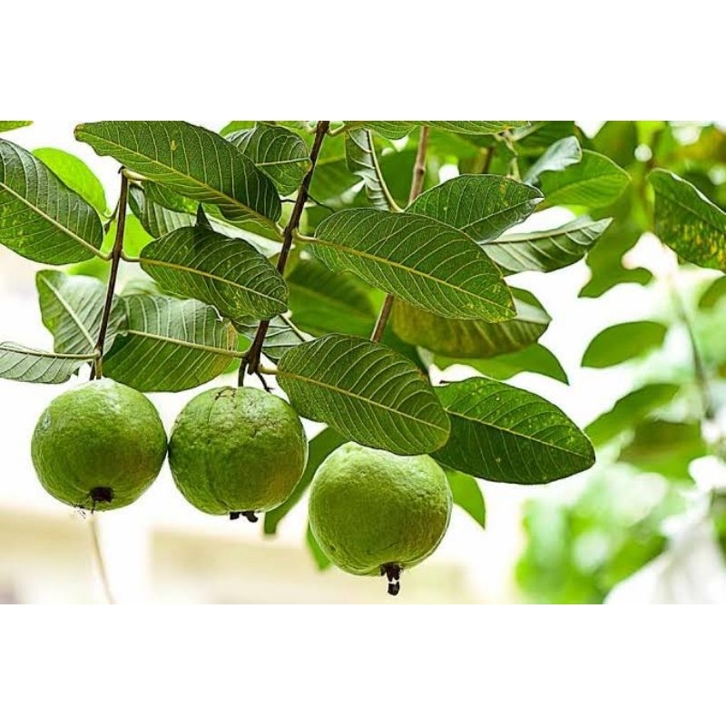 

DAUN JAMBU BIJI SEGAR LANGSUNG PETIK PER LEMBAR