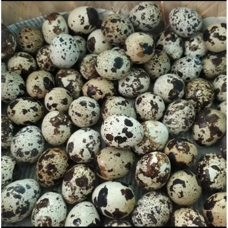 1 KG TELUR PUYUH SEGAR- TELUR PUYUH SAYUR 1KG