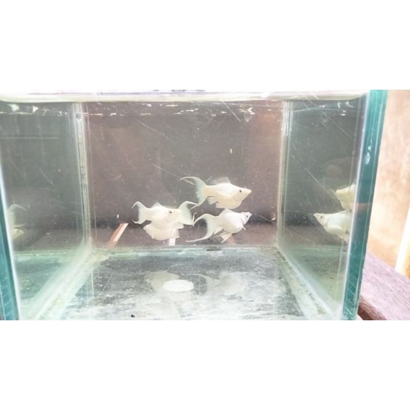 ikan hias Molly Balon Platinum Cawang