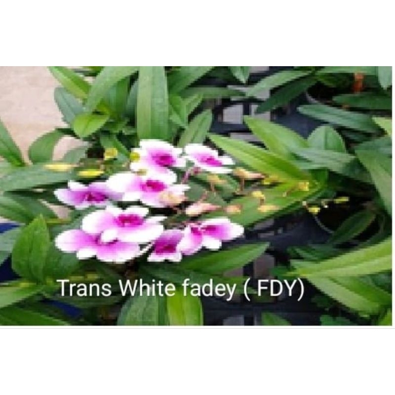 Anggrek Dendrobium id FDY