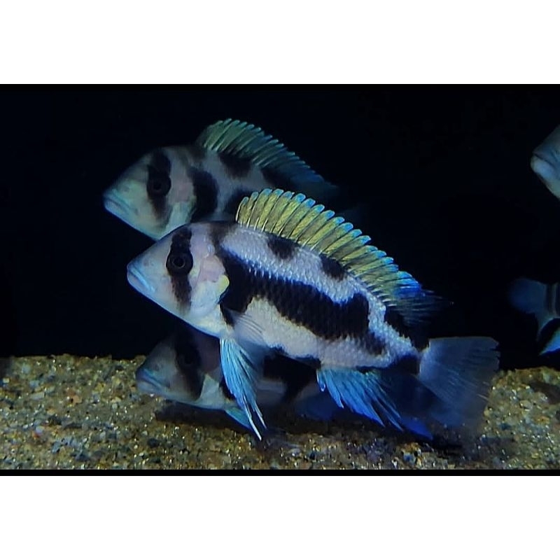 FRONTOSA BLACK WIDOW