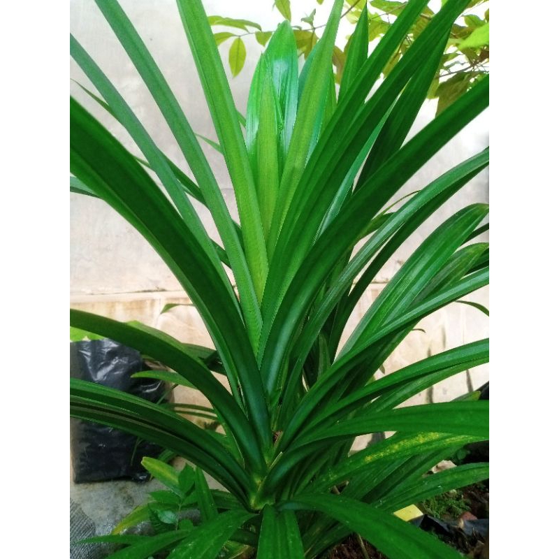 

Daun Pandan Asli Untuk Memasak