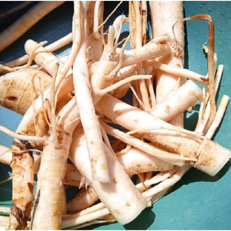 

akar pohon pepaya segar 1kg