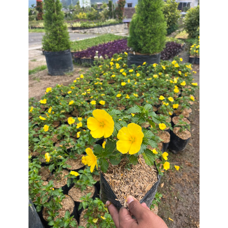 Tanaman Hias Bunga Yolanda Kuning / Bunga Yolanda Pukul 8 / Yolanda Rimbun