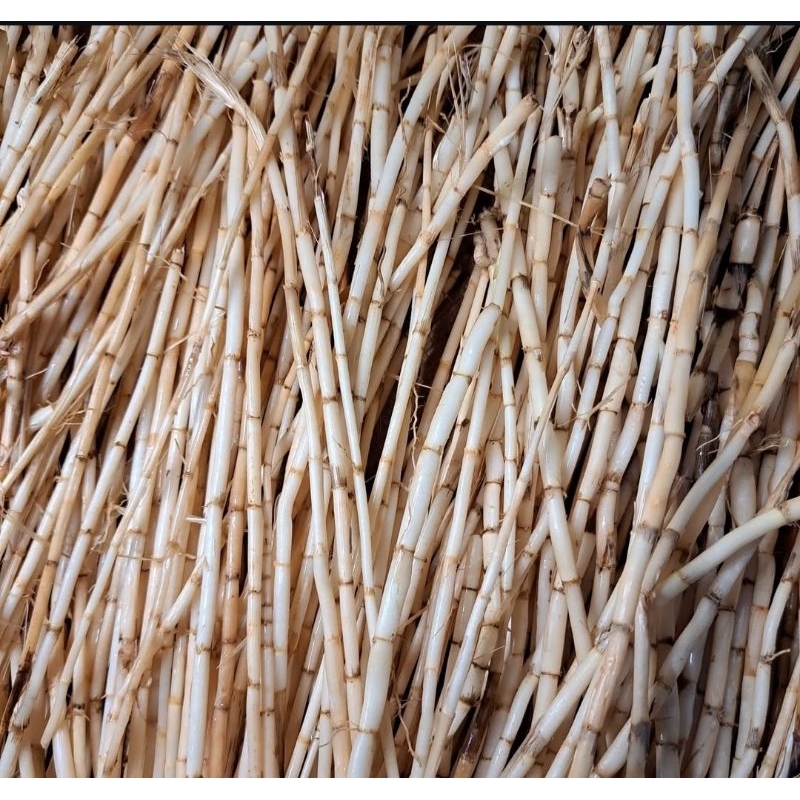 

akar alang alang segar 1kg