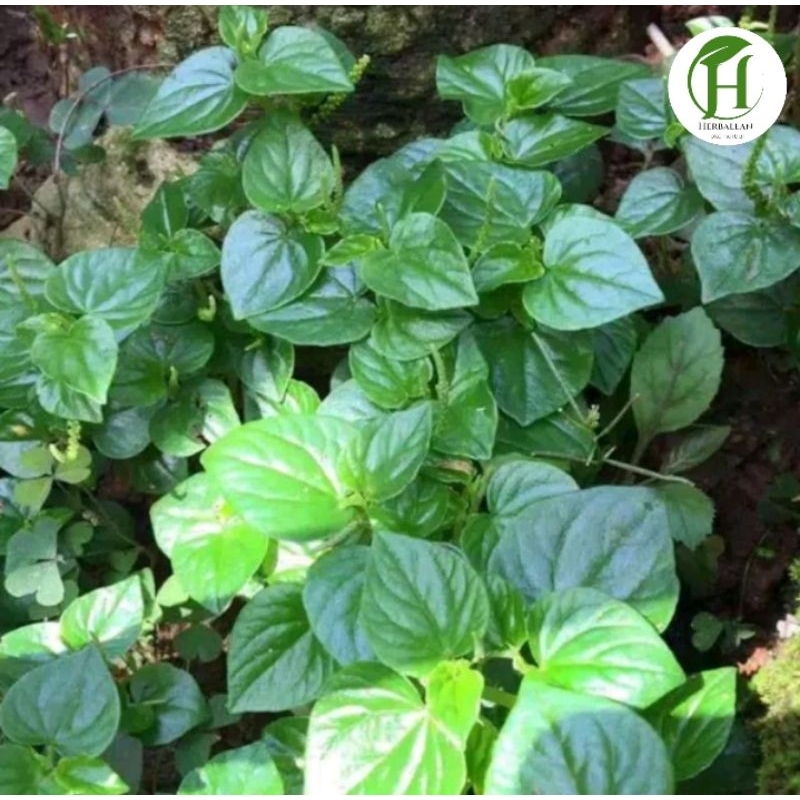 

Daun Sirih Cina 500 Gram