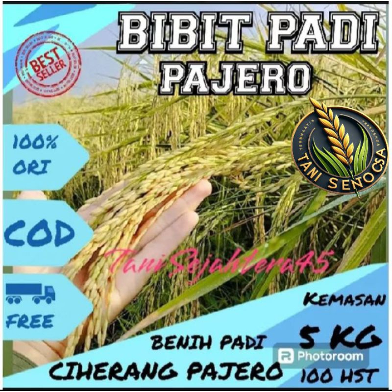 BENIH BIBIT PADI CIHERANG PAJERO ORIGINAL KEMASAN 5KG