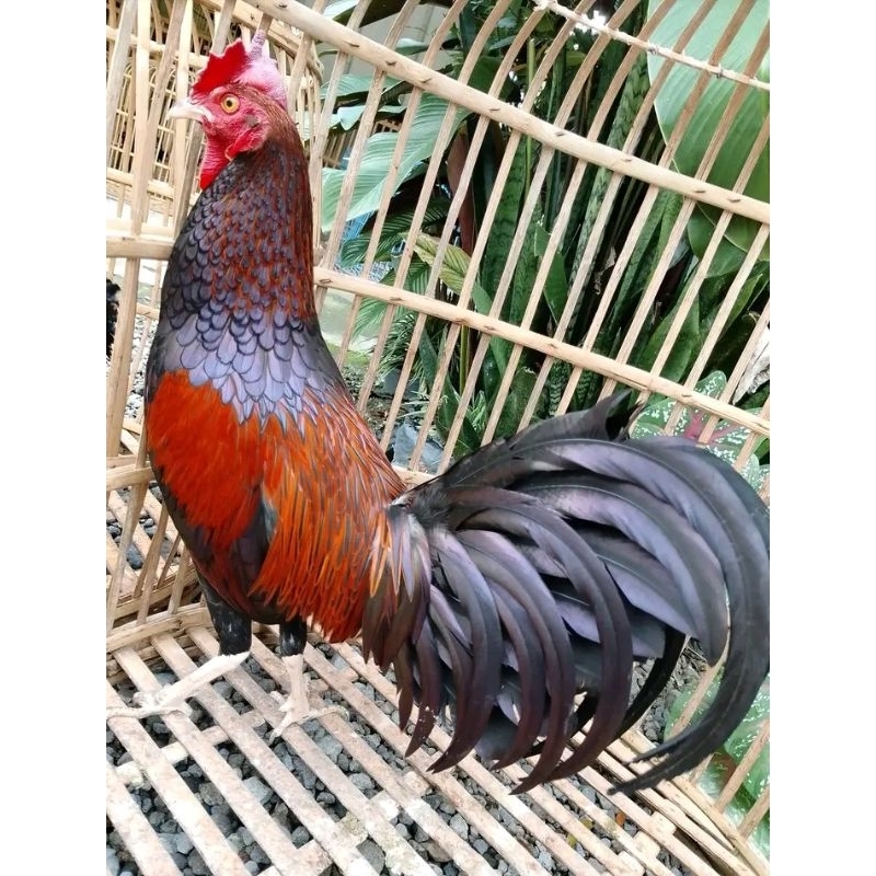 telur ayam hutan asli untuk di tetaskan