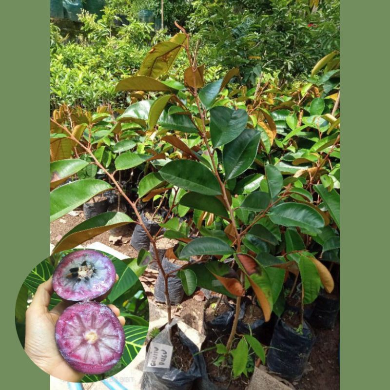 Bibit Kenitu Ungu / Sawo Durian - Tanaman Okulasi Super