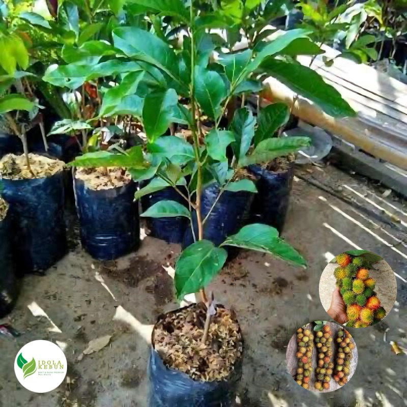BIBIT RAMBUTAN VARIETAS RAFIA HASIL OKULASI-BIBIT RAMBUTAN RAFIA-BIBIT BUAH RAMBUTAN RAFIA-RAMBUTAN