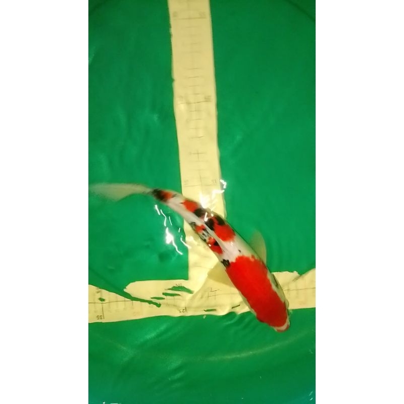 Ikan koi jenis Sanke ukuran 33cm HQ