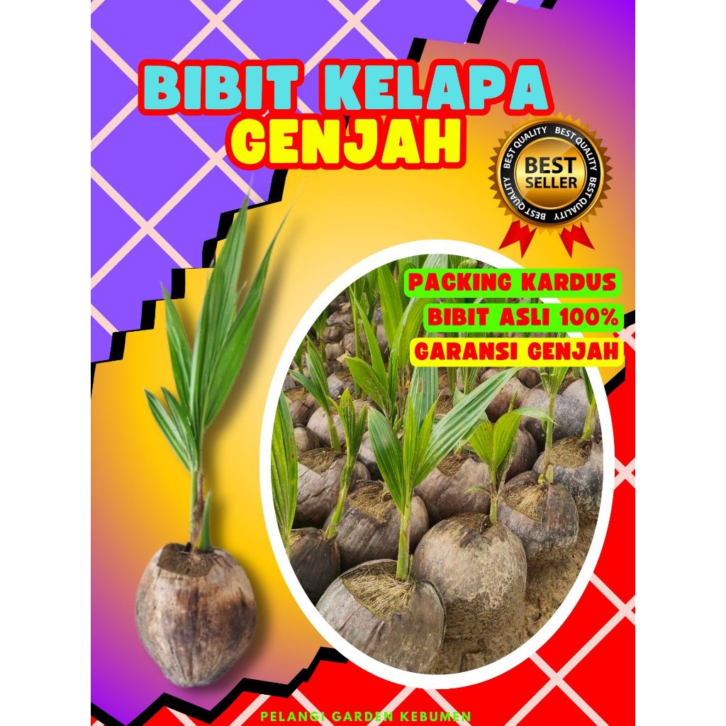 BIBIT PREMIUM.. Benih Buah Kelapa Kopyor Madu, Benih Buah Kelapa Kopyor Sumenep, Benih Buah Kelapa K