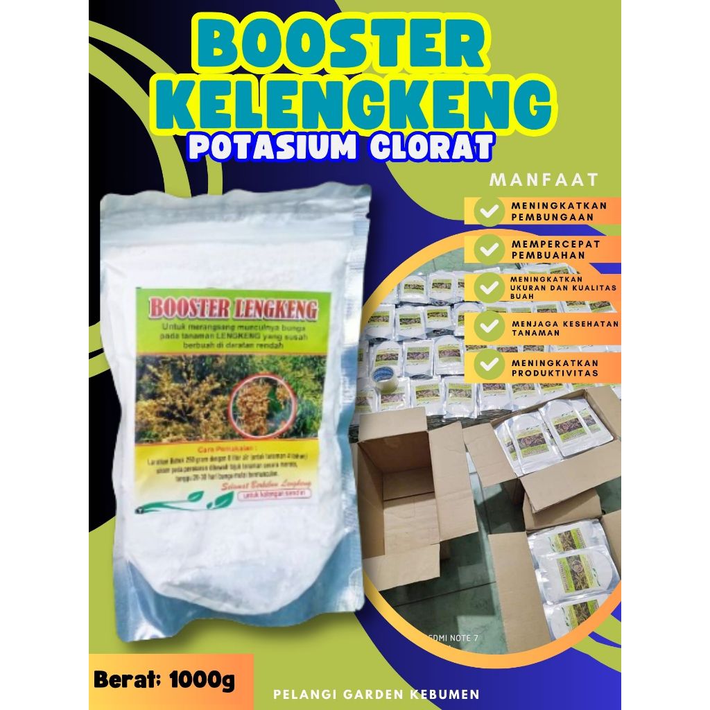 UNGGULAN  Booster Kelengkeng Stek, Booster Kelengkeng Terbaik