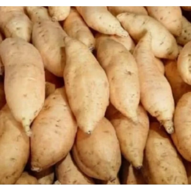 

ubi madu / ubi celembu