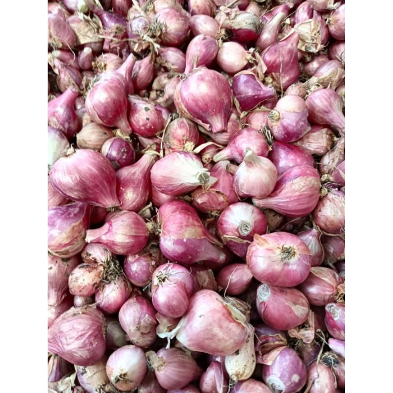

bawang merah tanggung 1 kg